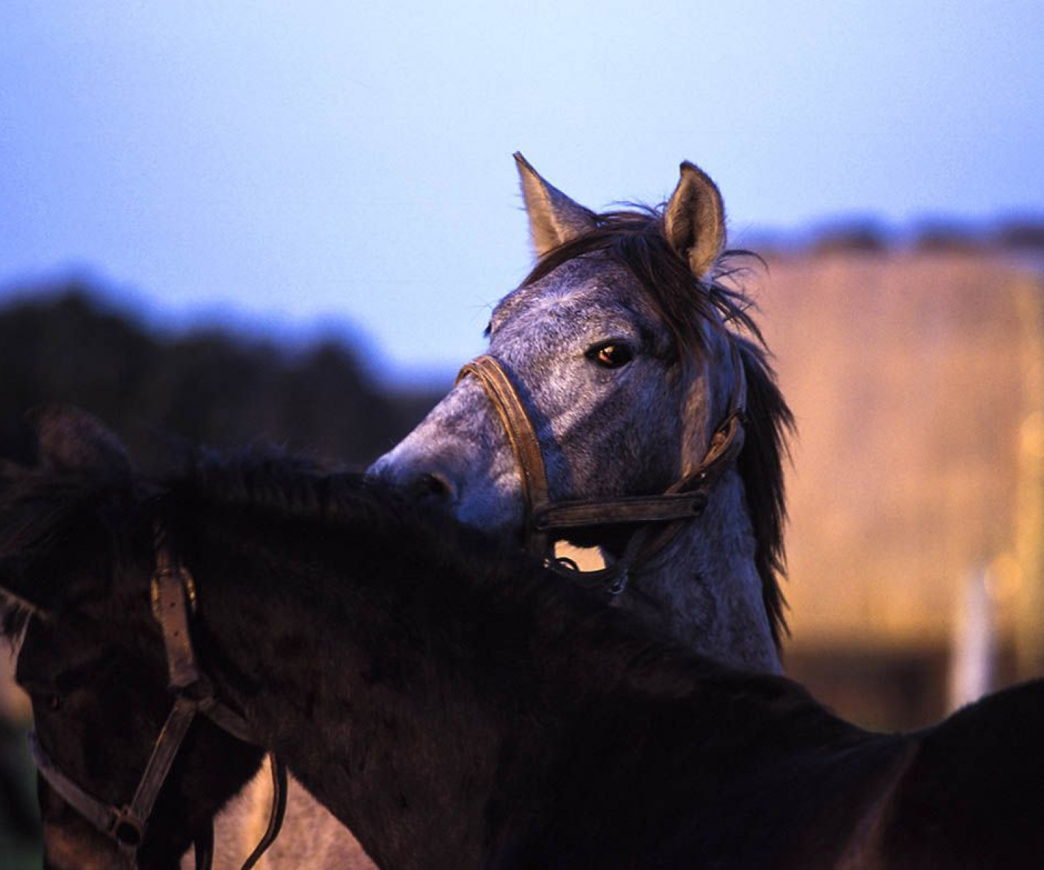 Raúl Montanós Fotografía Jerez