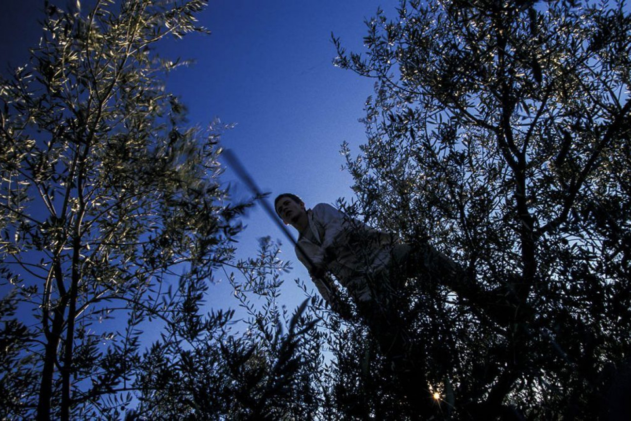 Raúl Montanós Fotografía Aceituneros