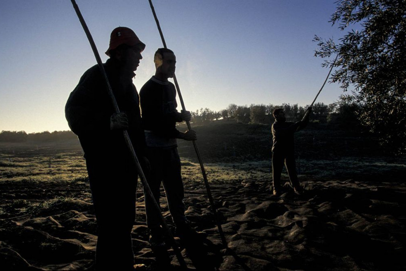 Raúl Montanós Fotografía Aceituneros