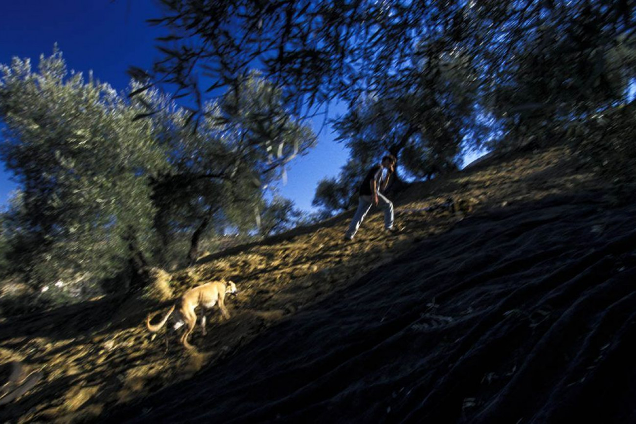 Raúl Montanós Fotografía Aceituneros