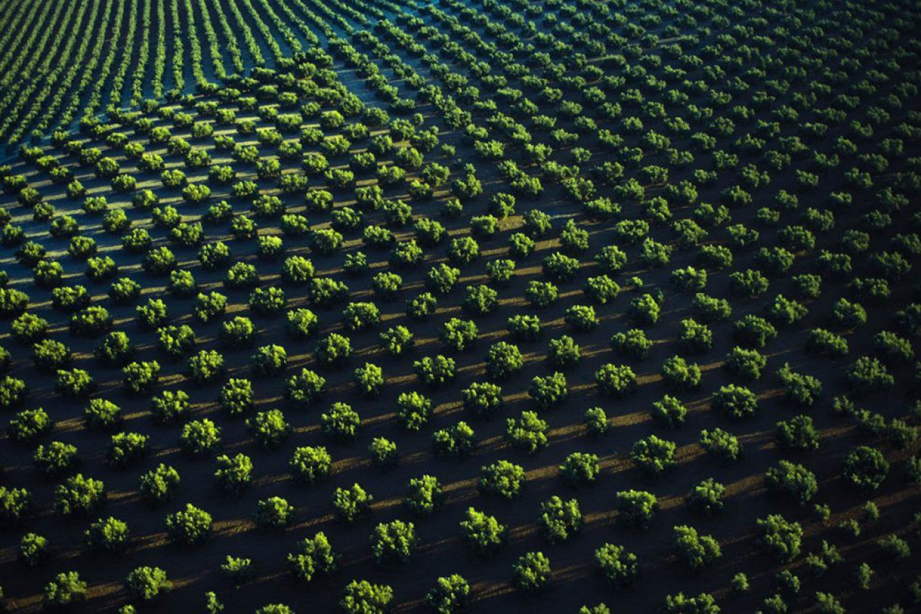 Raúl Montanós Fotografía Aceituneros