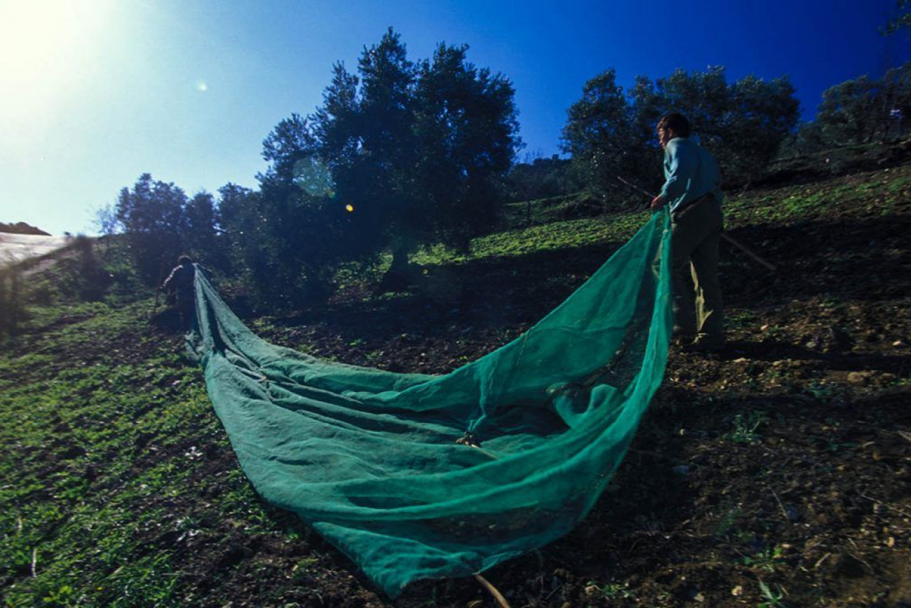 Raúl Montanós Fotografía Aceituneros