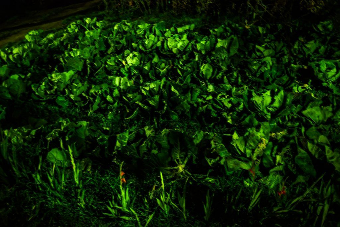 Raúl Montanós Alpujarra