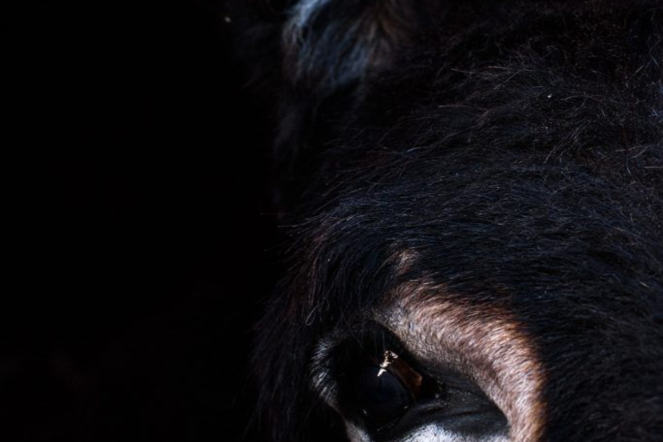 Raúl Montanós Alpujarra