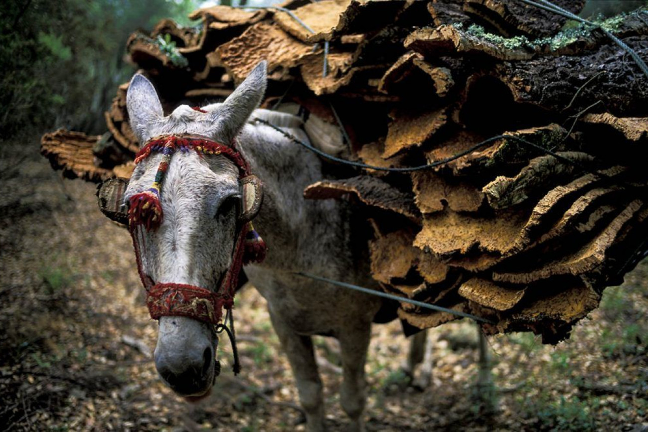 Raúl Montanós Fotografía corcho