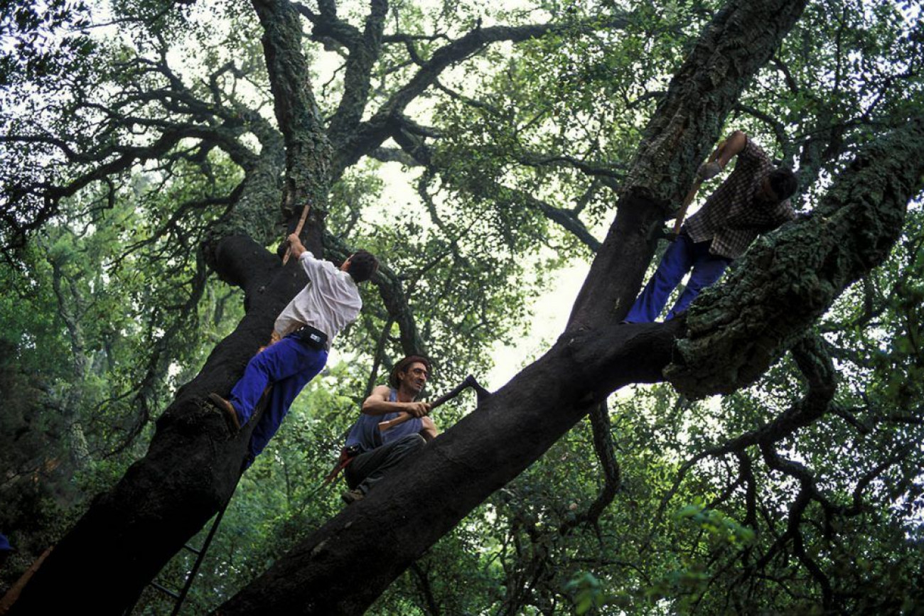 Raúl Montanós Fotografía corcho