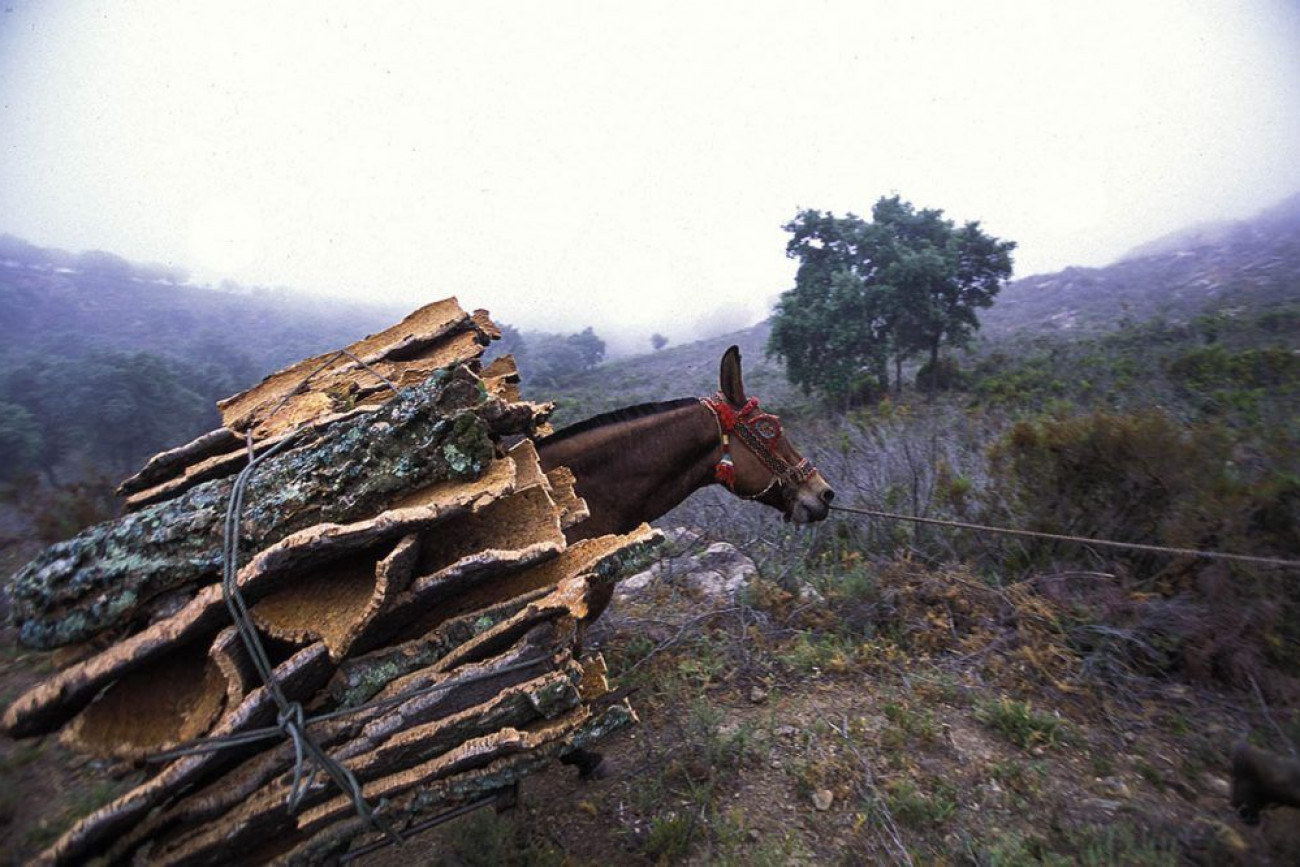 Raúl Montanós Fotografía corcho