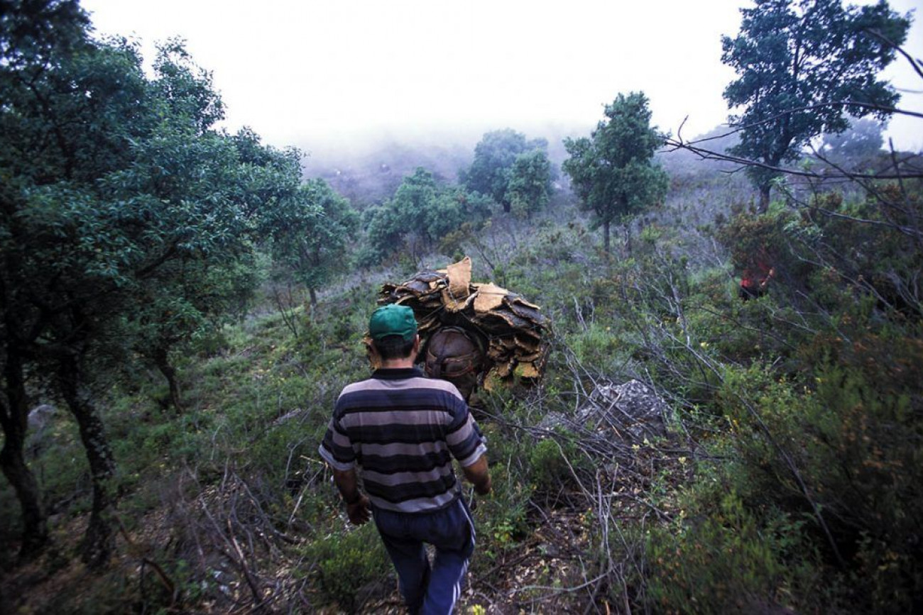 Raúl Montanós Fotografía corcho