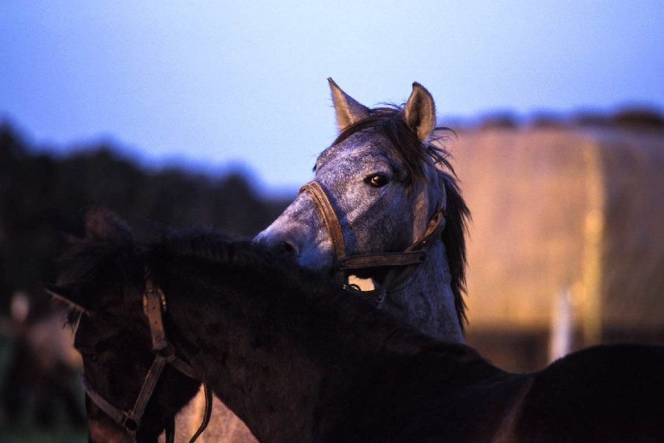 Raúl Montanós Fotografía Jerez