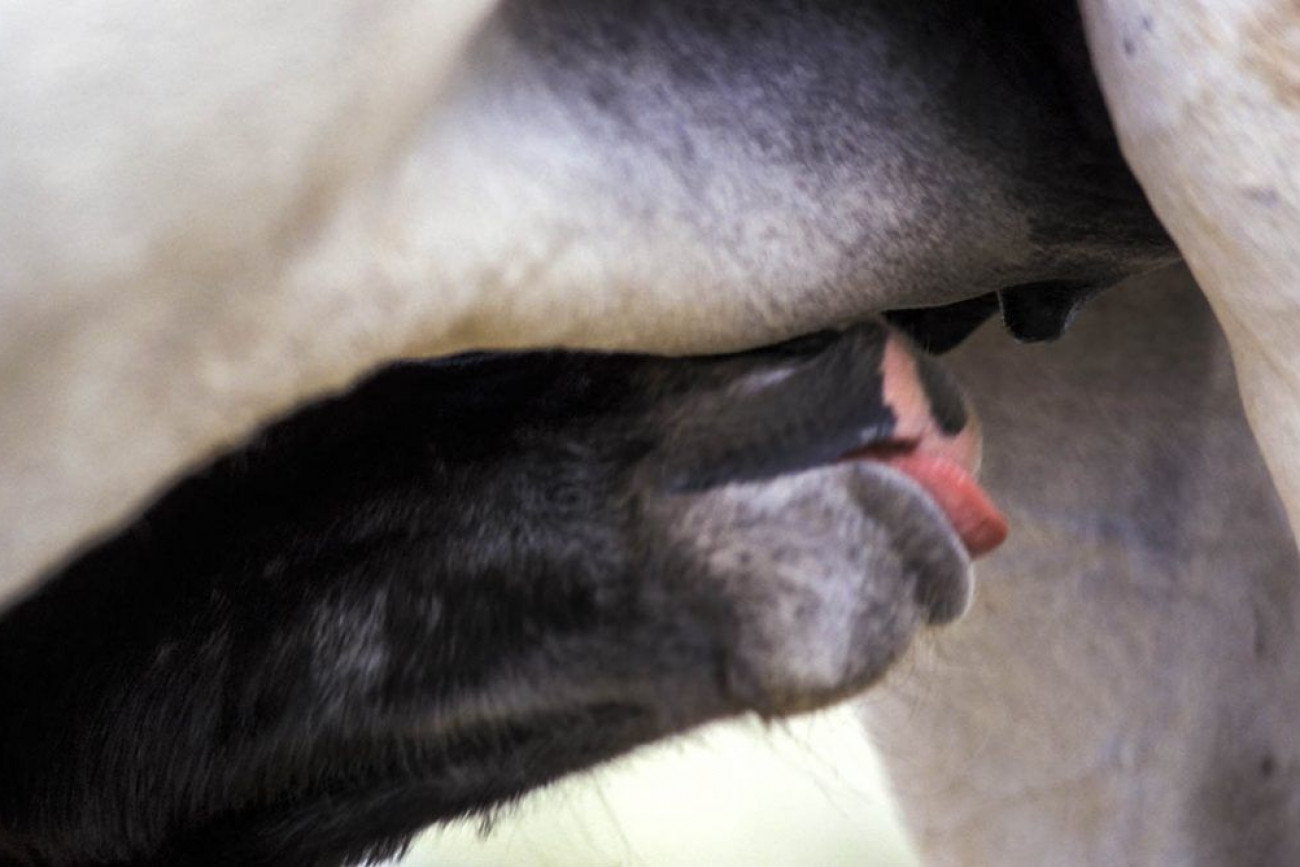 Raúl Montanós Fotografía Jerez