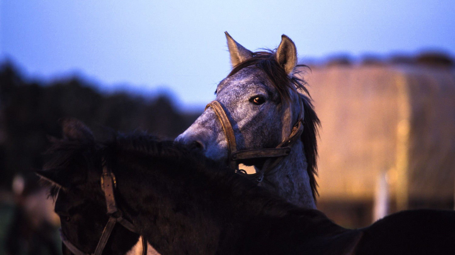 Raul Montanos Fotografia