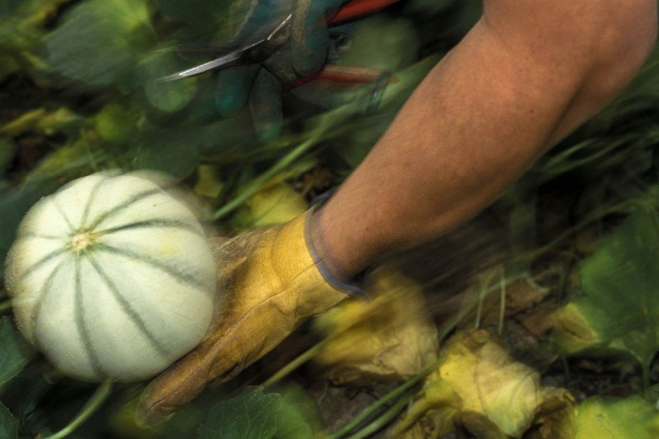 Raúl Montanós Huerta de Europa