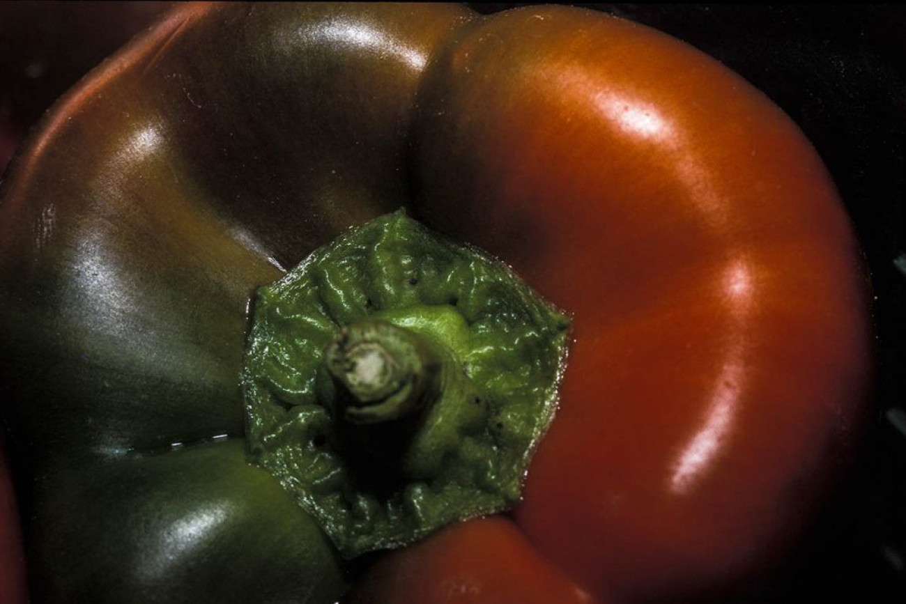 Raúl Montanós Huerta de Europa